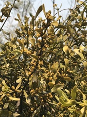 Phoradendron velutinum