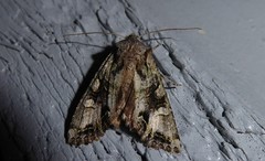 Ichneutica insignis