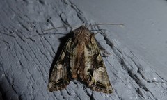 Ichneutica insignis