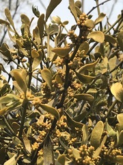 Phoradendron velutinum