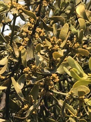 Phoradendron velutinum