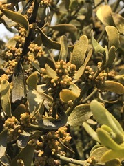 Phoradendron velutinum