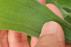 Dissotis princeps
