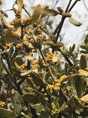 Phoradendron velutinum