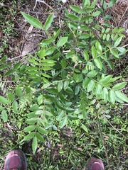 Rhus copallina image