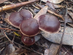 Thaxterogaster submagellanicus