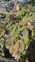 Bursera cuneata
