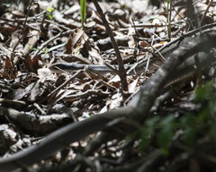 Coluber constrictor latrunculus