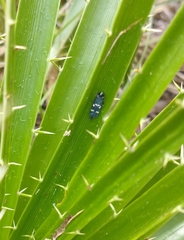 Ochrostacta physocephala