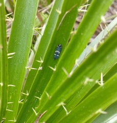 Ochrostacta physocephala