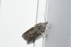 Acleris pulverosana
