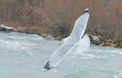 Larus delawarensis