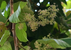 Byttneria grandifolia
