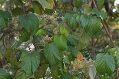 Byttneria grandifolia