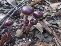 Thaxterogaster submagellanicus