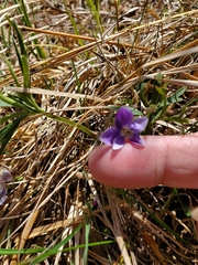 Viola pedatifida