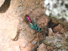 Chrysura