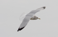 Larus delawarensis