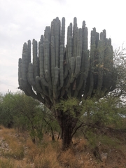 Pachycereus weberi