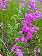 Physostegia pulchella