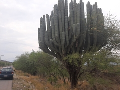 Pachycereus weberi