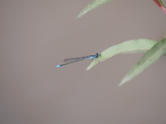 Acanthagrion lancea