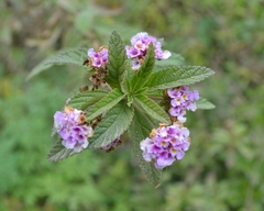 Lippia junelliana