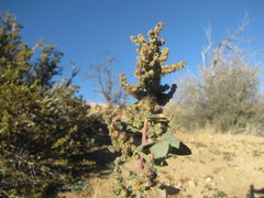 Chenopodium fremontii