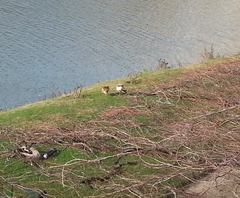 Alopochen aegyptiaca