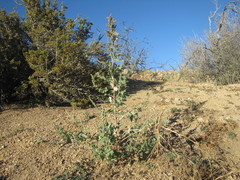 Chenopodium fremontii