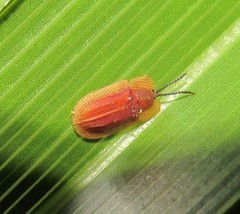 Delocrania cossyphoides