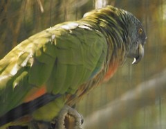 Amazona versicolor