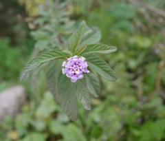 Lippia junelliana