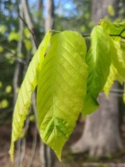 Litylenchus crenatae