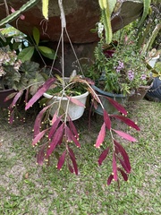 Pseudorhipsalis ramulosa