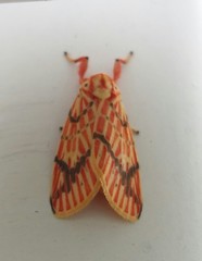 Barsine striata