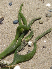 Codium decorticatum