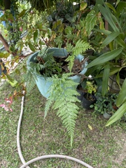 Davallia fejeensis