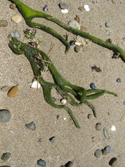 Codium decorticatum