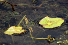 Nymphoides aquatica