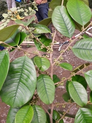 Chrysophyllum cainito