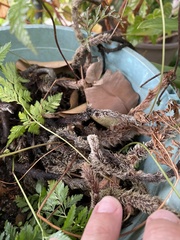 Davallia fejeensis