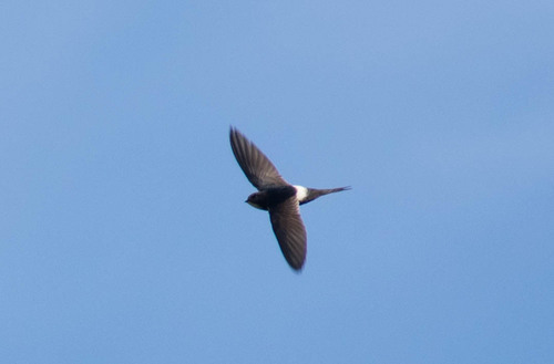 White-rumped Swift, 6060 Penha Garcia, Portugal, photo 9 of 10