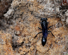 Trypoxylon lactitarse