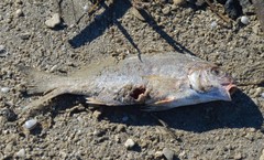 Leiostomus xanthurus
