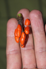 Magnolia virolinensis