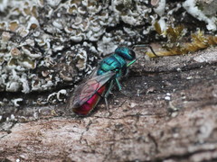 Chrysura