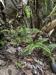 Adiantum latifolium