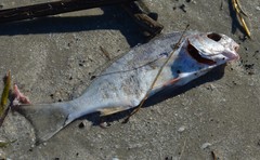 Leiostomus xanthurus