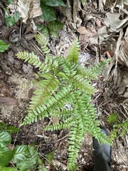 Adiantum latifolium